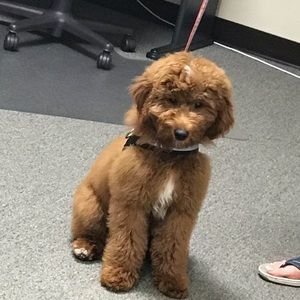 Meet your Posher, Deb